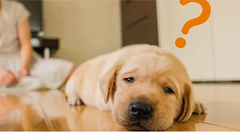 犬とハテナマーク